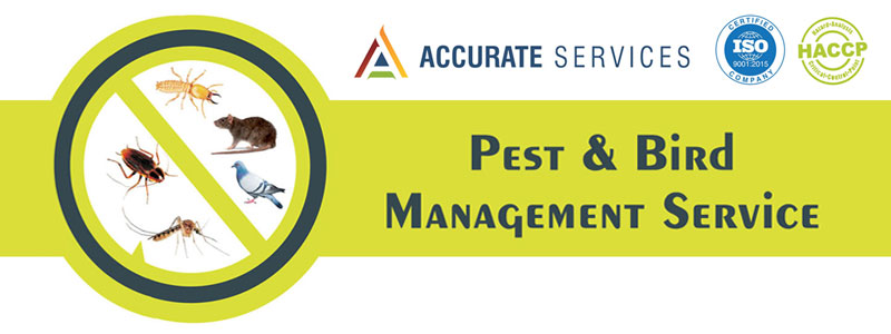 Anti-Termite Management Services Rajkot Gujarat India