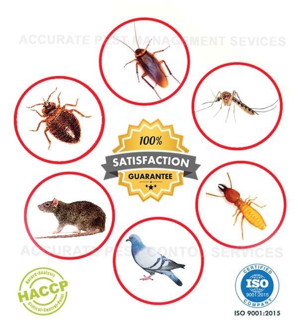Pest Control Service Rajkot Gujarat India